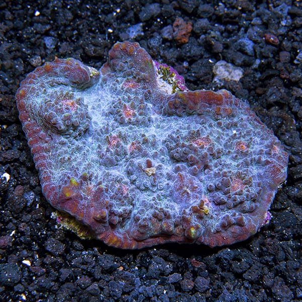 Chalice Coral, Ultra Chalice Coral, Ultra